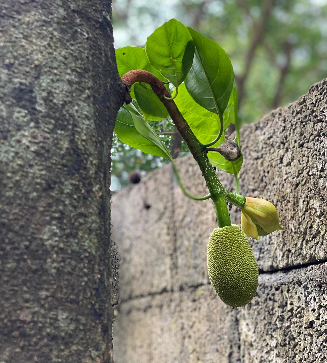 Agricultural Products